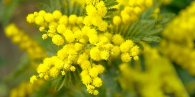 Festa della Donna CPS 2026