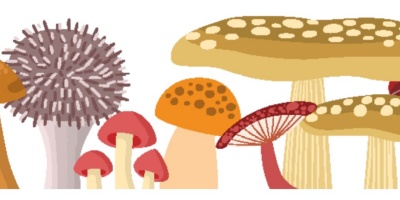 Mostra micologica
